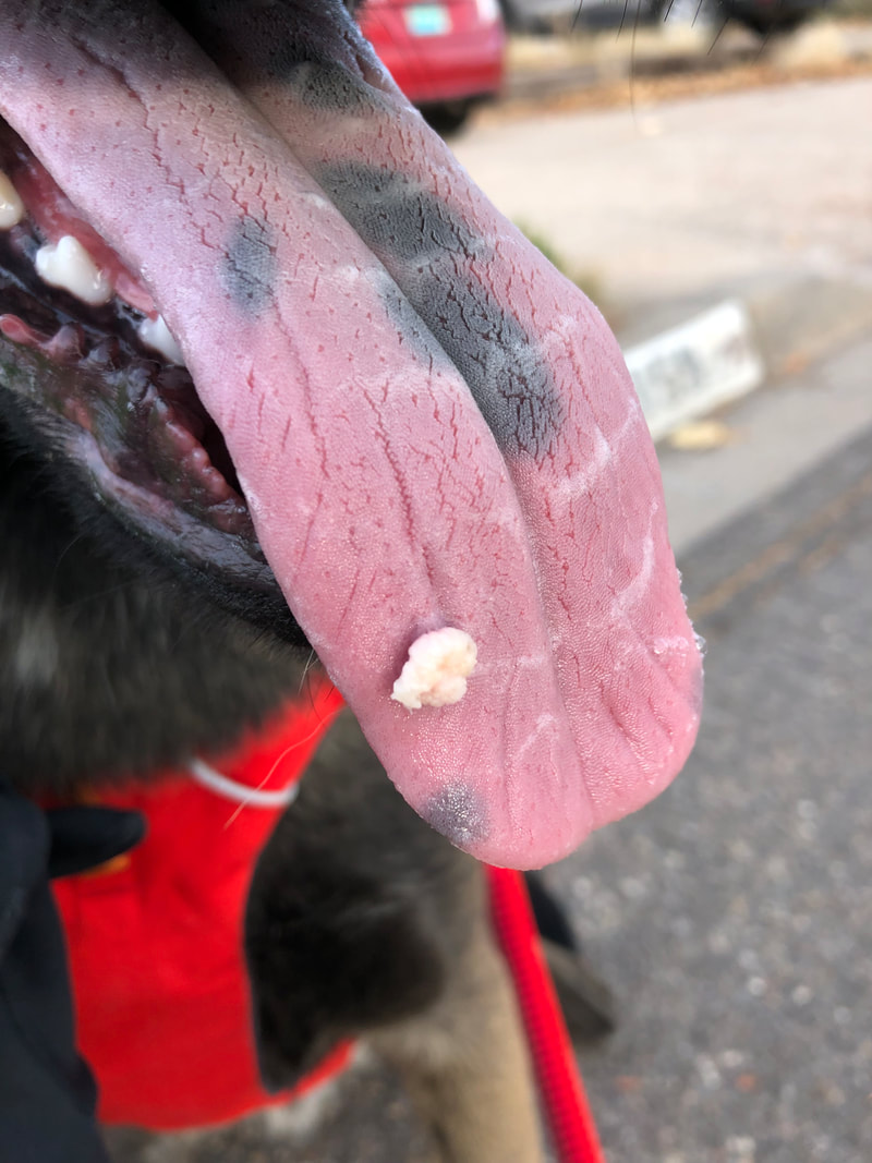 full blown cauliflower wart on puppy's tongue